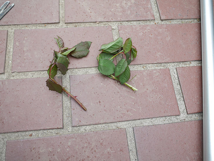 バラの枝11本がバラクキバチにやられた。害虫。2022年-032.jpg