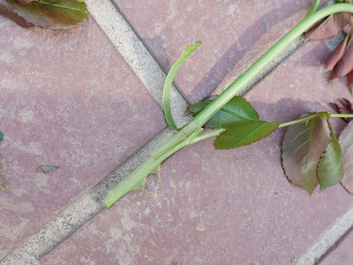 バラの枝18本がバラクキバチにやられた。害虫。2022年-040.jpg