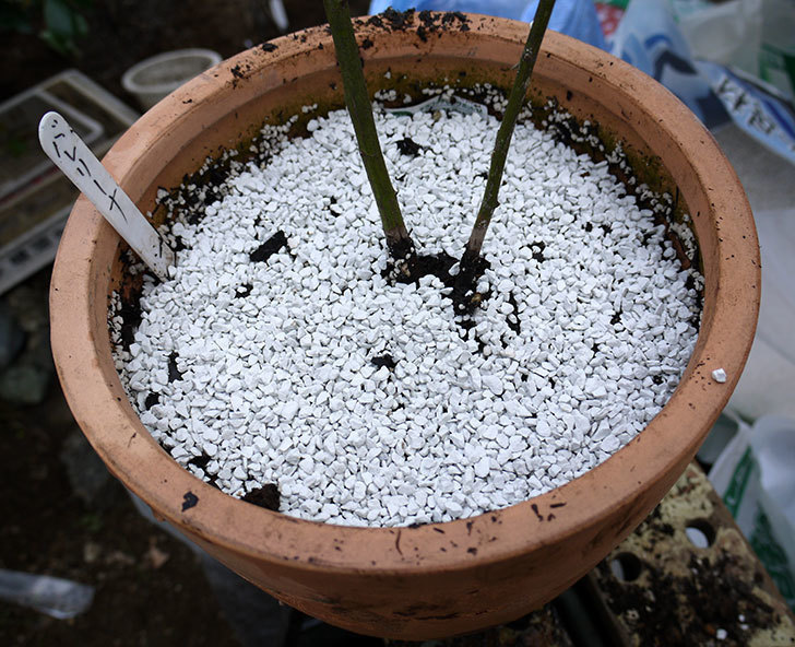 バレリーナ(ツルバラ)を鉢に植えた。2017年-1.jpg