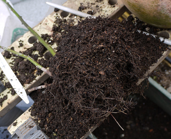 バレリーナ(ツルバラ)を鉢に植えた。2017年-3.jpg