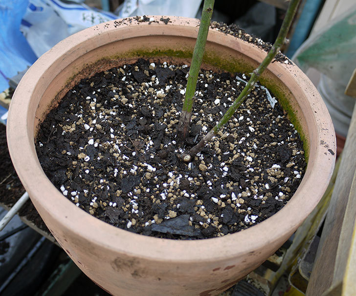 バレリーナ(ツルバラ)を鉢に植えた。2017年-5.jpg