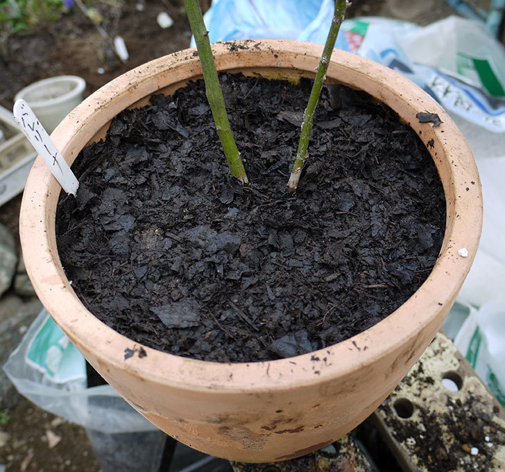 バレリーナ(ツルバラ)を鉢に植えた。2017年-7.jpg