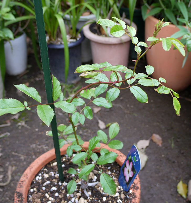 バレリーナ（ツルバラ）の新苗を鉢に植えた。2016年-1.jpg
