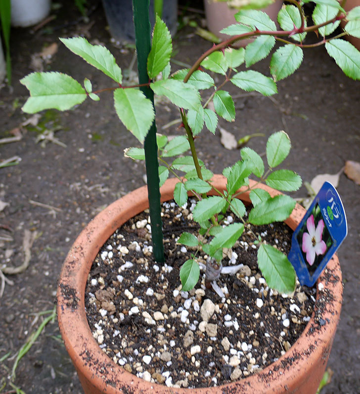 バレリーナ（ツルバラ）の新苗を鉢に植えた。2016年-6.jpg