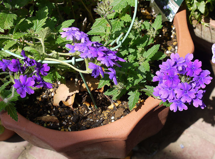 バーベナ-ブルーが咲いた。2016年-1.jpg