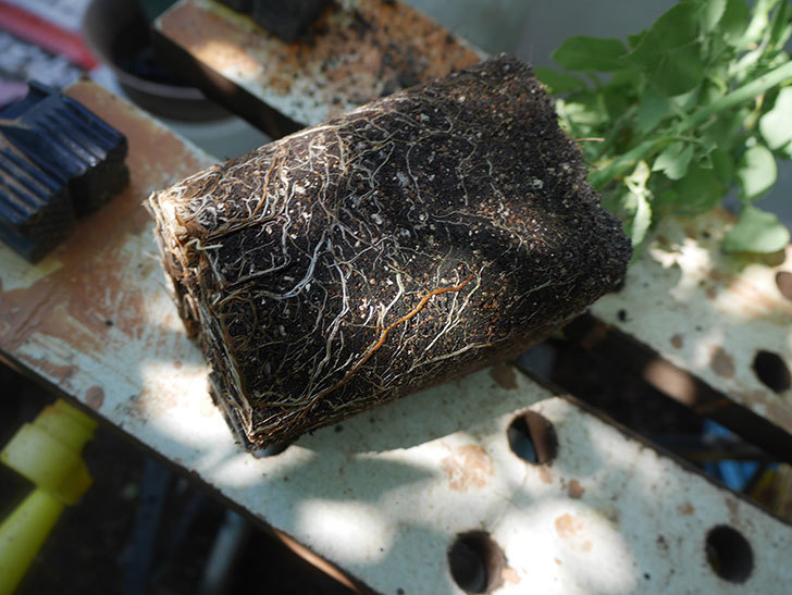 パトラッシュ(Patrache)の新苗を6号ロングスリット鉢に植え替えた。半ツルバラ。2020年-002.jpg