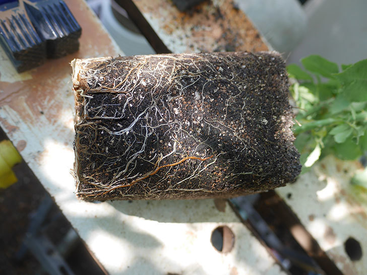 パトラッシュ(Patrache)の新苗を6号ロングスリット鉢に植え替えた。半ツルバラ。2020年-003.jpg