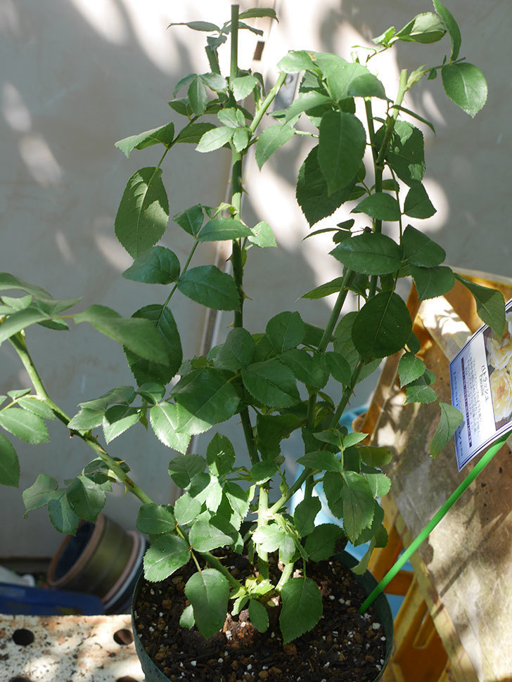 パトラッシュ(Patrache)の新苗を6号ロングスリット鉢に植え替えた。半ツルバラ。2020年-006.jpg