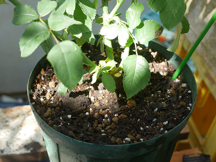 パトラッシュ(Patrache)の新苗を6号ロングスリット鉢に植え替えた。半ツルバラ。2020年-008.jpg