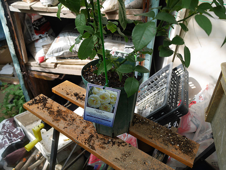 パトラッシュ(Patrache)の新苗をEUスリット鉢 EU-24L(8号深鉢)に植え替えた。半ツルバラ。2020年-001.jpg