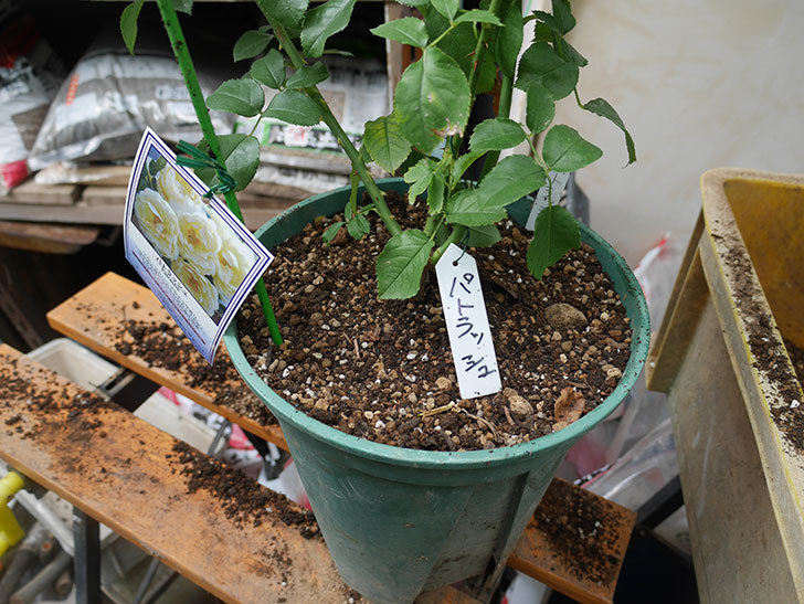 パトラッシュ(Patrache)の新苗をEUスリット鉢 EU-24L(8号深鉢)に植え替えた。半ツルバラ。2020年-006.jpg