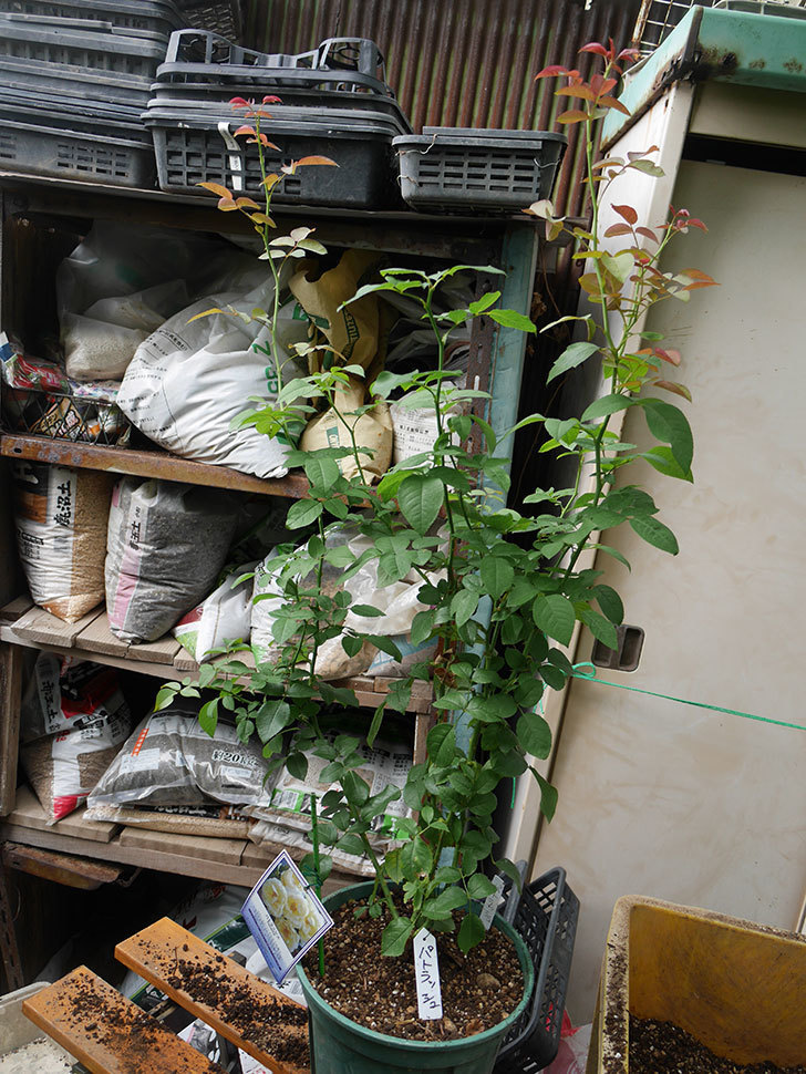パトラッシュ(Patrache)の新苗をEUスリット鉢 EU-24L(8号深鉢)に植え替えた。半ツルバラ。2020年-007.jpg