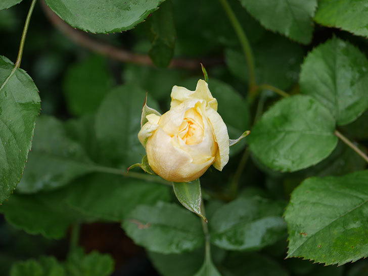 パトラッシュ(Patrache)の花が少し咲いた。半ツルバラ。2021年-001.jpg