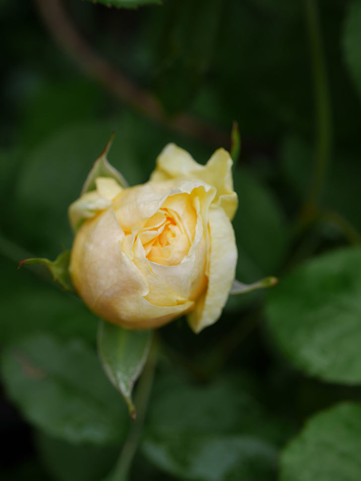 パトラッシュ(Patrache)の花が少し咲いた。半ツルバラ。2021年-005.jpg