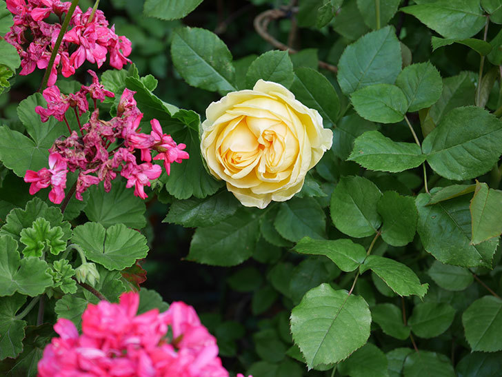 パトラッシュ(Patrache)の花が綺麗に咲いた。半ツルバラ。2021年-001.jpg