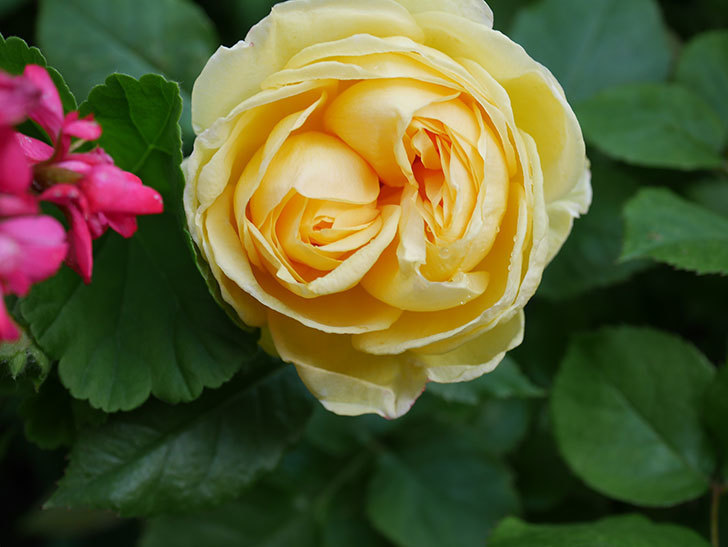 パトラッシュ(Patrache)の花が綺麗に咲いた。半ツルバラ。2021年-002.jpg