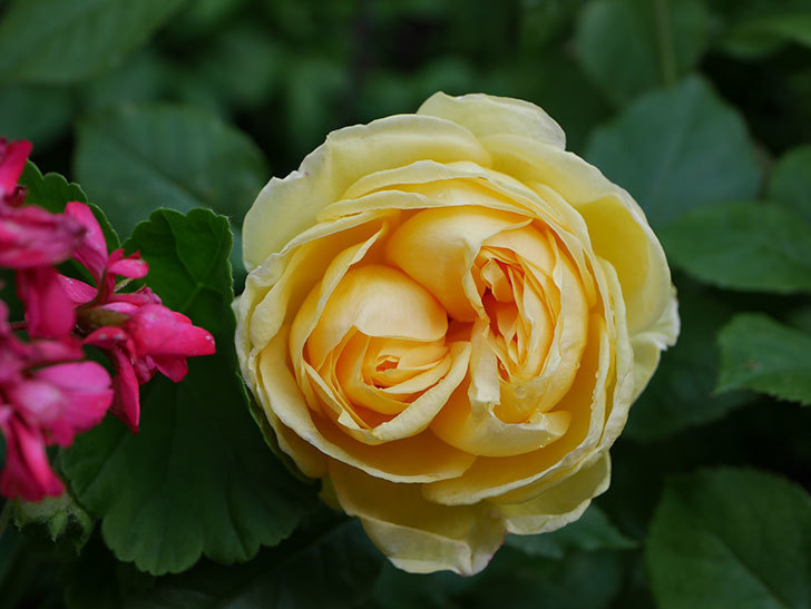 パトラッシュ(Patrache)の花が綺麗に咲いた。半ツルバラ。2021年-003.jpg
