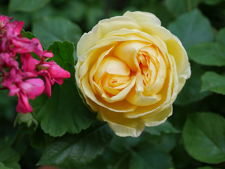パトラッシュ(Patrache)の花が綺麗に咲いた。半ツルバラ。2021年-004.jpg