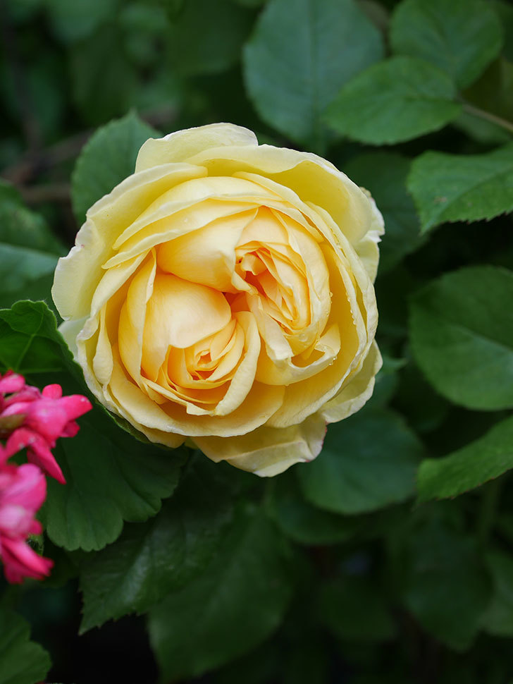 パトラッシュ(Patrache)の花が綺麗に咲いた。半ツルバラ。2021年-006.jpg