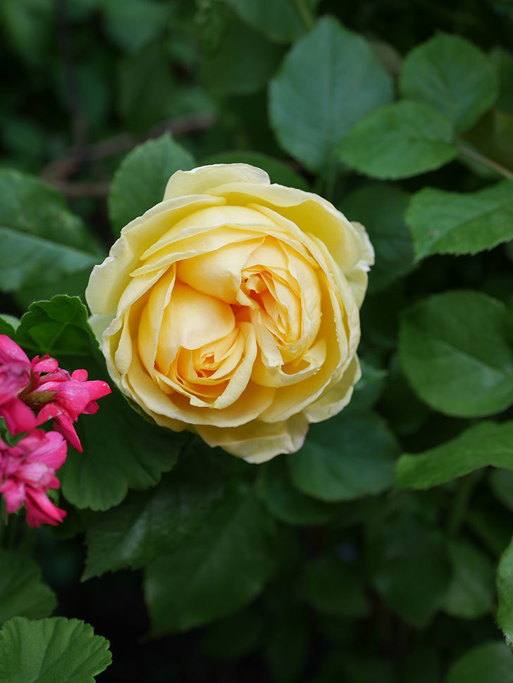 パトラッシュ(Patrache)の花が綺麗に咲いた。半ツルバラ。2021年-007.jpg