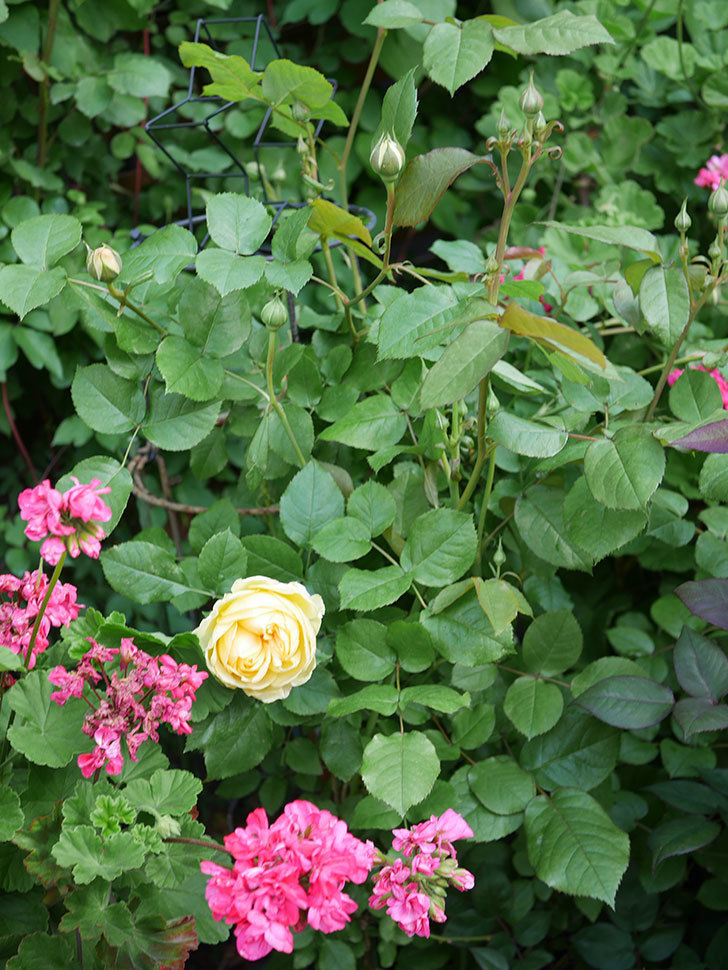 パトラッシュ(Patrache)の花が綺麗に咲いた。半ツルバラ。2021年-008.jpg
