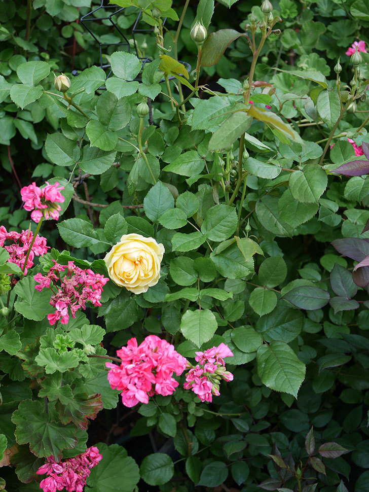 パトラッシュ(Patrache)の花が綺麗に咲いた。半ツルバラ。2021年-009.jpg