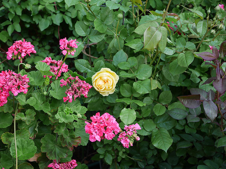 パトラッシュ(Patrache)の花が綺麗に咲いた。半ツルバラ。2021年-010.jpg