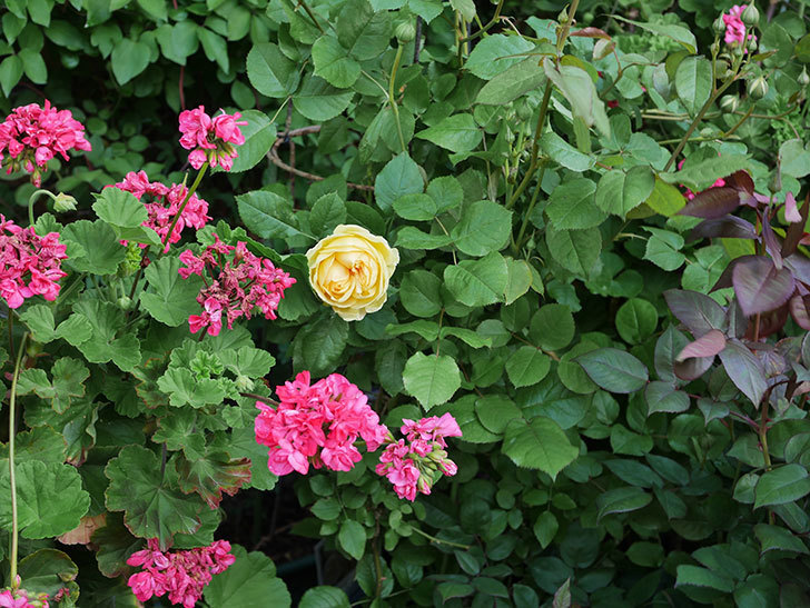 パトラッシュ(Patrache)の花が綺麗に咲いた。半ツルバラ。2021年-011.jpg