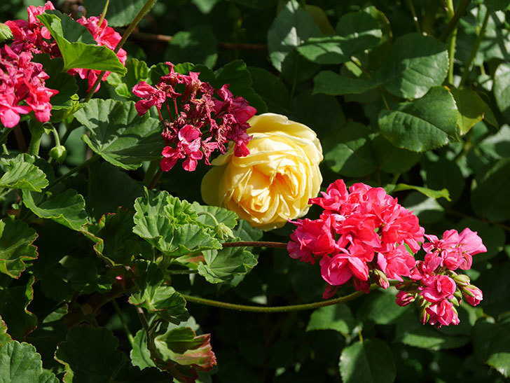 パトラッシュ(Patrache)の花が綺麗に咲いた。半ツルバラ。2021年-012.jpg