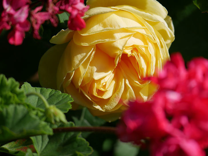 パトラッシュ(Patrache)の花が綺麗に咲いた。半ツルバラ。2021年-013.jpg