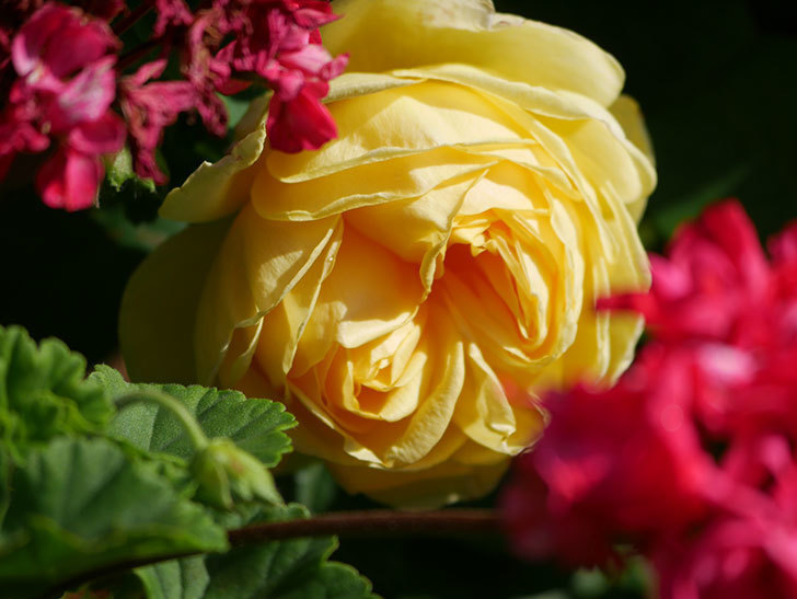 パトラッシュ(Patrache)の花が綺麗に咲いた。半ツルバラ。2021年-014.jpg
