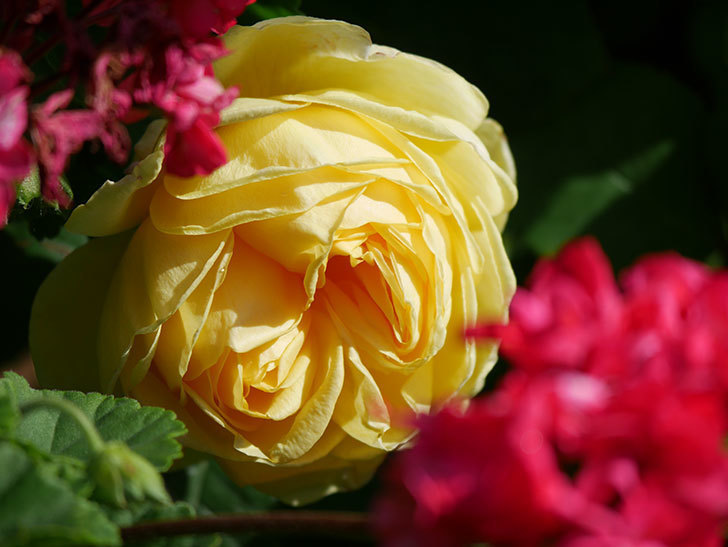 パトラッシュ(Patrache)の花が綺麗に咲いた。半ツルバラ。2021年-015.jpg