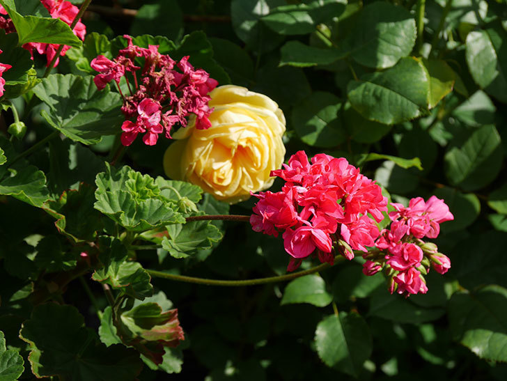 パトラッシュ(Patrache)の花が綺麗に咲いた。半ツルバラ。2021年-016.jpg
