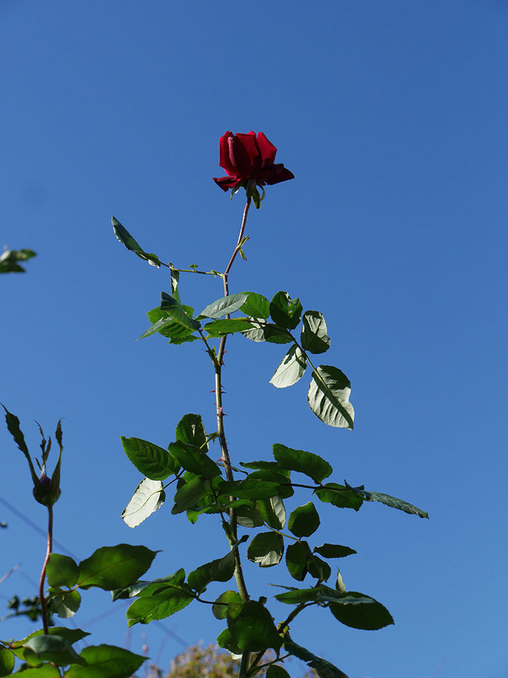 パパ・メイアン(木立バラ)の花が2mぐらいの位置で咲いた。2019年-3.jpg