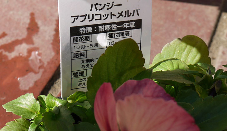パンジー-アプリコットメルバをケイヨーデイツーで買って来た5.jpg
