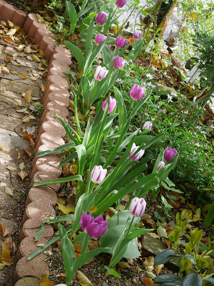 パープルフラッグとフレミングフラッグの花がたくさん咲いた。2021年-055.jpg