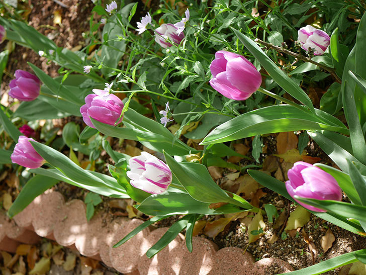 パープルフラッグとフレミングフラッグの花がたくさん咲いた。2021年-062.jpg