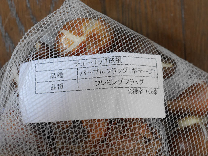 パープルフラッグとフレミングフラッグ（チューリップ）の球根を買って来た。2020年-003.jpg
