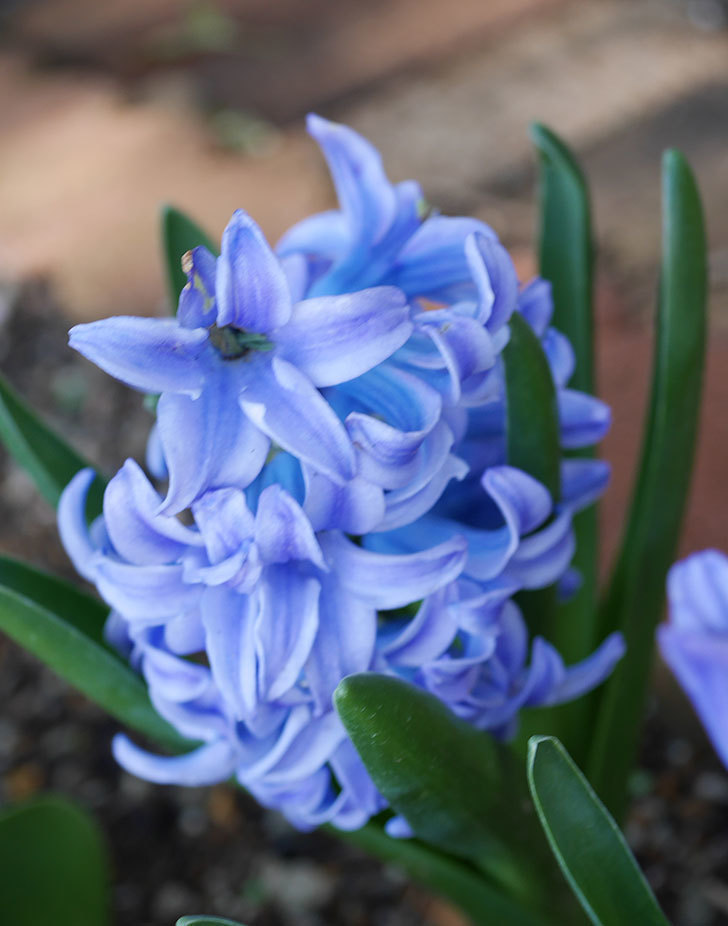 ヒヤシンス-ブルーファンタジーの花が咲いた。2020年-6.jpg