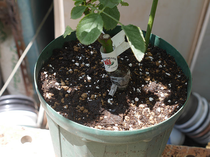 ピエールエルメ(Pierre Herme)の新苗を6号ロングスリット鉢に植え換えた。半ツルバラ。2020年-008.jpg