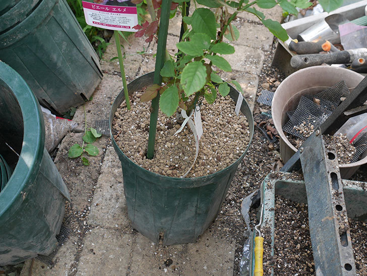 ピエールエルメ(Pierre Herme)の新苗を8号ロングスリット鉢に植え換えた。半ツルバラ。2020年-006.jpg