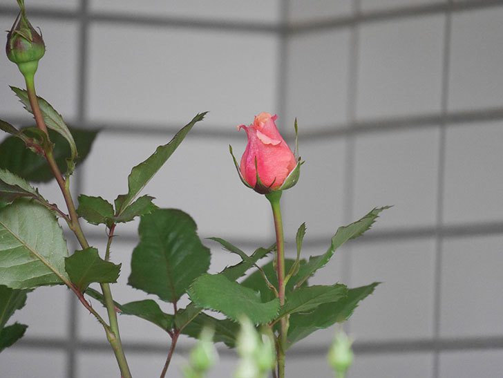 ピエールエルメ(Pierre Herme)の花が少し咲いた。半ツルバラ。2021年-008.jpg