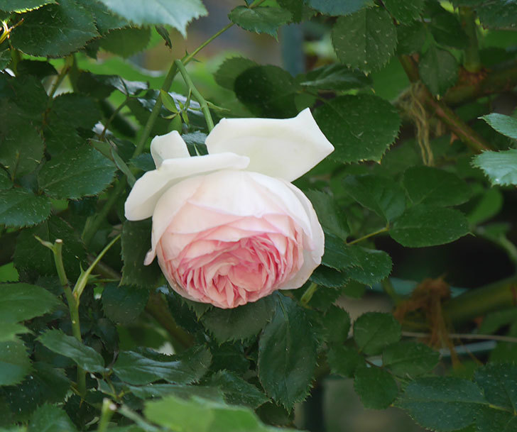 ピエール・ドゥ・ロンサール(ツルバラ)に白っぽい花が咲いた。2019年-3.jpg