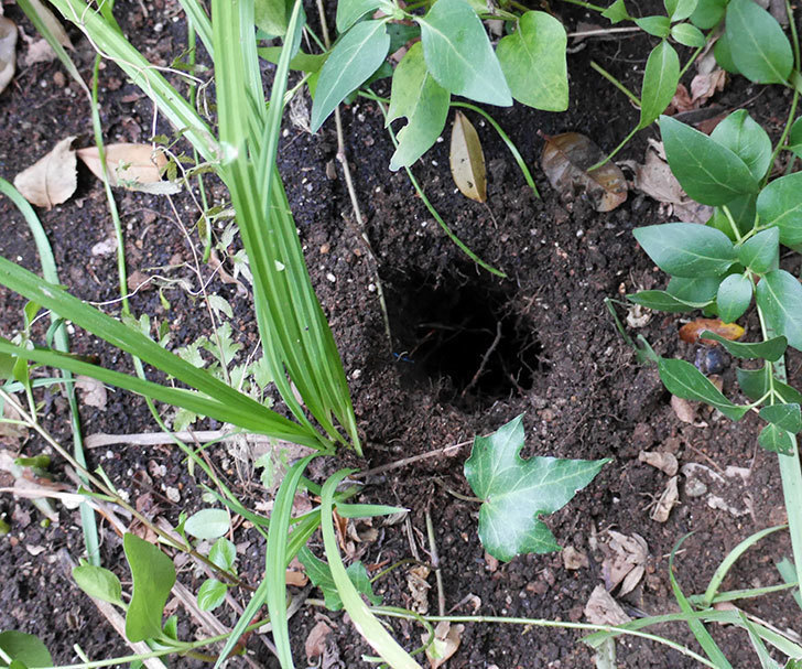 ピエール・ドゥ・ロンサール(ツルバラ)に穴を掘って寒肥をやった。2018年-2.jpg