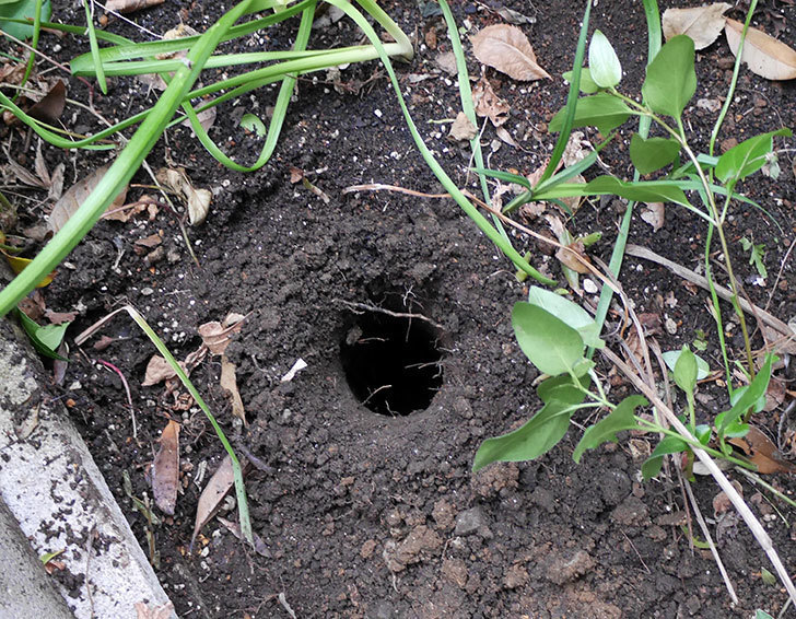ピエール・ドゥ・ロンサール(ツルバラ)に穴を掘って寒肥をやった。2018年-3.jpg