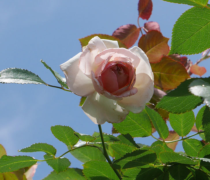 ピエール・ドゥ・ロンサール(ツルバラ)の2番花が咲いた。2018年-3.jpg