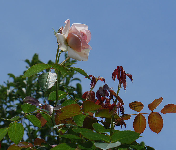 ピエール・ドゥ・ロンサール(ツルバラ)の2番花が咲いた。2018年-4.jpg