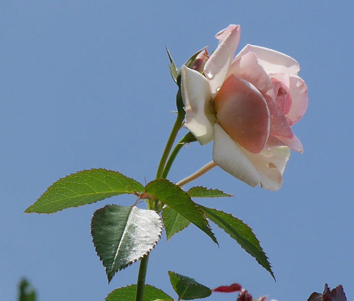 ピエール・ドゥ・ロンサール(ツルバラ)の2番花が咲いた。2018年-5.jpg