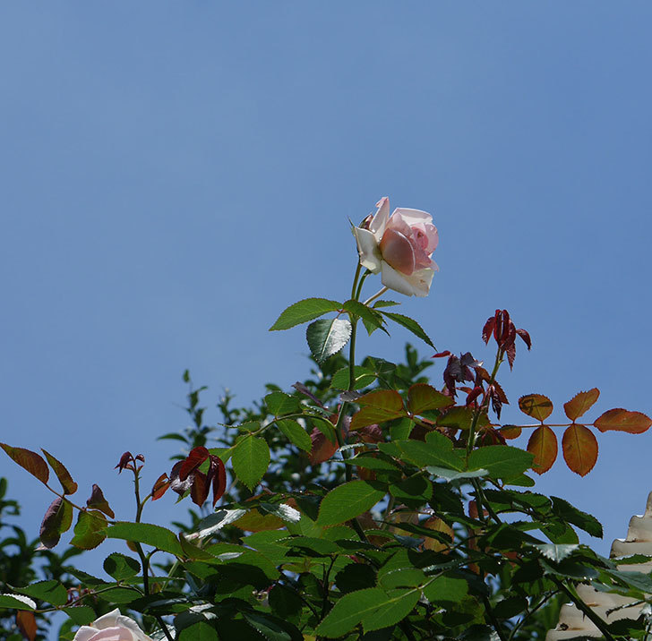 ピエール・ドゥ・ロンサール(ツルバラ)の2番花が咲いた。2018年-6.jpg