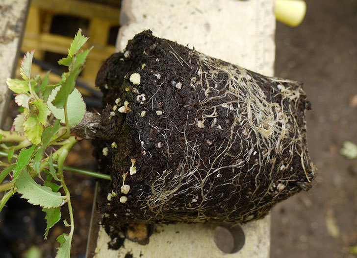 ピエール・ドゥ・ロンサール(ツルバラ)の新苗を6号ロングスリット鉢に植えた。2016年-3.jpg